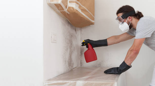 Professional Black Mold Removal technician working in Fair Lawn, NJ