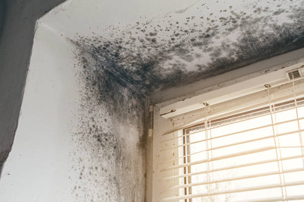 Affordable Black Mold Removal solutions in Fair Lawn, NJ
